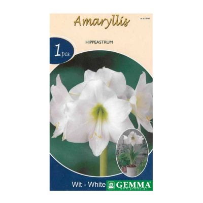 Αμαρυλλίδα Λευκή