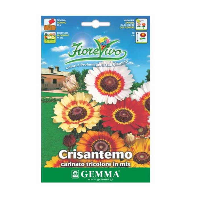 Chrysanthemum Chrysanthemum