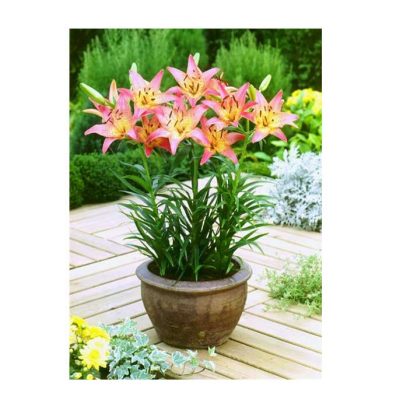 Lilium Pink Pixie