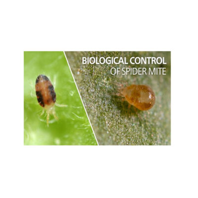 Neoseiulus Californicus