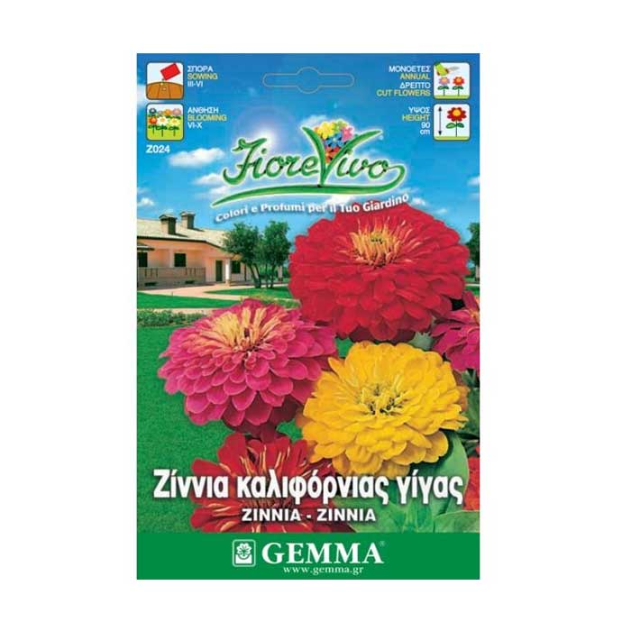 Zinnia Zinnia