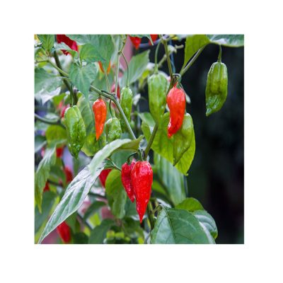 Bhut Jolokia / Ghost pepper