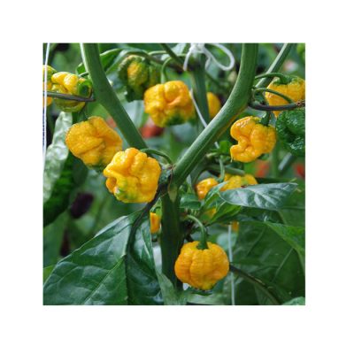 Carolina reaper yellow