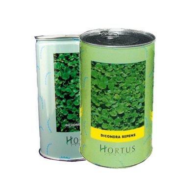 Γκαζόν Διχόνδρα (τριφύλλι)