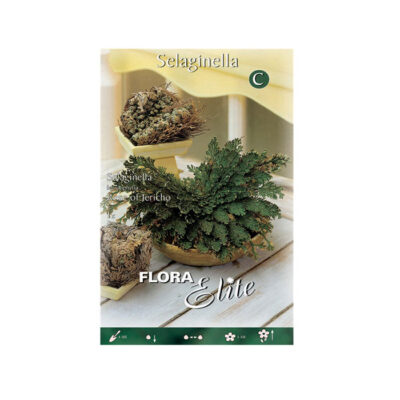 Ρόδο της Ιεριχούς